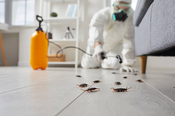 Trusted Cockroach Control service in Manhattan, IL - Nex Pest Control